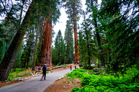 2019 Vaca -Sequoia Area_-6