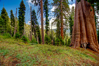 2019 Vaca -Sequoia Area_-13