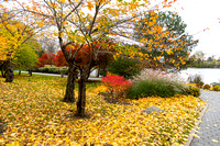 Fall Foliage-0008