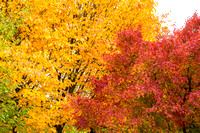 Fall Foliage-0013