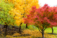 Fall Foliage-0014