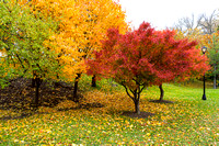 Fall Foliage-0015
