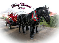 L.J. Ranch Christmas Rides at Jakes Greenhouse-3438-Edit-Edit